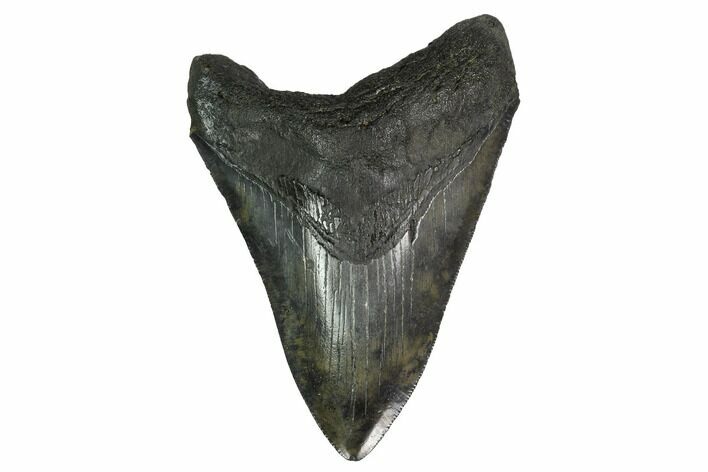 Fossil Megalodon Tooth - Georgia #151526
